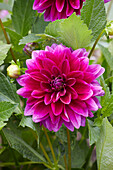 Dahlie (Dahlia) 'Le Baron'