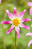 Dahlia Honka Pink