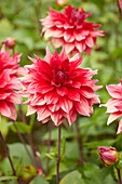 Dahlia Babylon Red