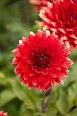 Dahlia Garden Wonder