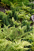 Fern garden