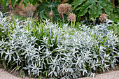 Silbriger Beifuß (Artemisia ludoviciana) 'Valerie Finnis'
