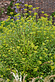 Strauchiges Hasenohr (Bupleurum fruticosum)
