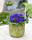 Primula PrimaRosa Dark Blue