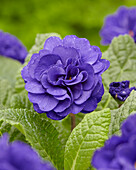 Primel (Primula) 'PrimaRosa Dark Blue'