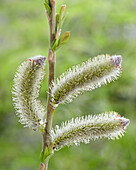 Schwarzkätzchenweide (Salix gracilistyla) 'Melanostachys'