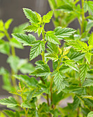 Schneeballblättrige Blasenspiere (Physocarpus opulifolius) 'Little Greeny'