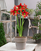 Ritterstern (Hippeastrum) 'Red Beauty'