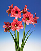 Ritterstern (Hippeastrum) 'Pink Panther'