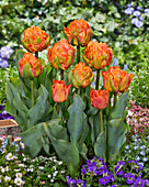 Tulpe (Tulipa) 'Lorenzo'