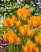 Tulpe (Tulipa) 'Happy Sunshine'