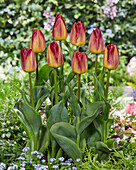 Tulpe (Tulipa) ' Disaronno'