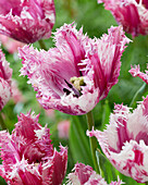 Tulpe (Tulipa) 'Purple Circus'