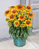 Rudbeckia Summerina™ Sunchaser®