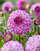 Dahlia Fuchsia Pride