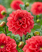 Dahlie (Dahlia) 'Saar'