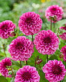 Dahlie (Dahlia) 'Laughing Lizzy'