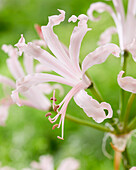 Nerine bowdenii Vesta