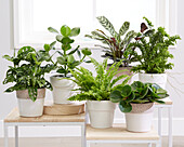 Sammlung luftreinigender Zimmerpflanzen