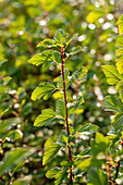 Schneeballblättrige Blasenspiere (Physocarpus opulifolius) 'Tiny Wine® Gold'
