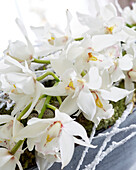 Mini-Kahnorchidee (Cymbidium) 'Margot', Blumenarrangement