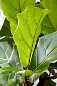 Geigenfeige (Ficus lyrata)