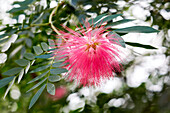 Roter Puderquastenstrauch (Calliandra haematocephala)