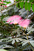 Calliandra haematocephala