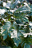 Philodendron 'Xanadu'