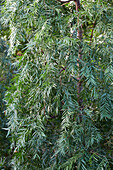 Schlankes Afrogelbholz (Podocarpus gracilior)