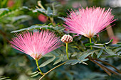 Roter Puderquastenstrauch (Calliandra haematocephala)