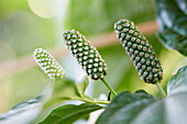 Thailändisches Pfefferblatt (Piper sarmentosum)