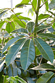 Queensland-Strahlenaralie (Schefflera actinophylla)