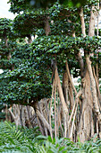 Chinesische Feige (Ficus microcarpa)