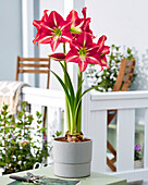 Ritterstern (Hippeastrum) 'Striped Beauty'