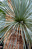 Bllaublättrige Palmlilie (Yucca rostrata)