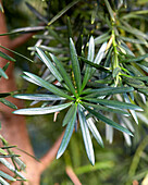 Großblättrige Steineibe (Podocarpus macrophyllus)