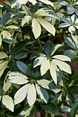 Kleine Strahlenaralie (Schefflera arboricola) 'Trinette'