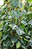 Kletter-Philodendron (Philodendron scandens) 'Brazil'