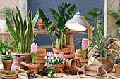 Zimmerpflanzen und Blumen in Terrakottatöpfen