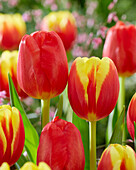 Tulipa Denmark, Alcatraz