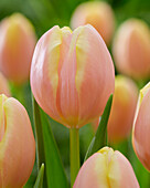 Tulpe (Tulipa) 'Mango Charm'