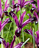 Netzblatt-Schwertlilie (Iris reticulata) 'Pauline'