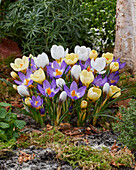 Crocus mix