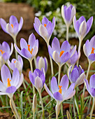 Crocus tommasinianus Lilac Beauty