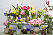 Verschiedene Frühlingsblumen in Blumentöpfen und Vasen