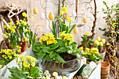 Osterdekoration mit gelben Primeln (Primula ) und Narzissen (Narcissus)