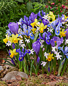 Frühlingsblumenmischung mit Krokus, Schwertlilien, Narzissen und Sternhyazinthen