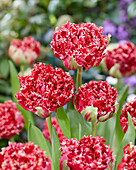 Tulpe (Tulipa) 'Qatar'