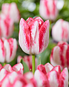 Tulpe (Tulipa) 'Eline'